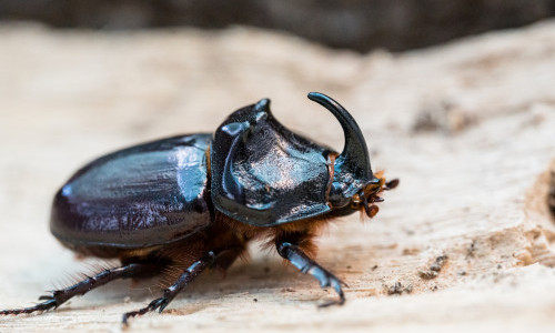 Die fabelhafte Welt der K&auml;fer