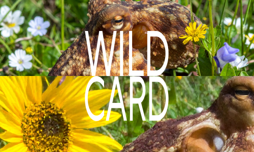 Wild Card im M&auml;rz