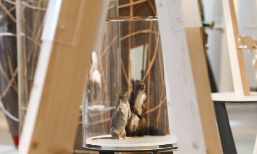 Eichhörnchen - Familiensonntag