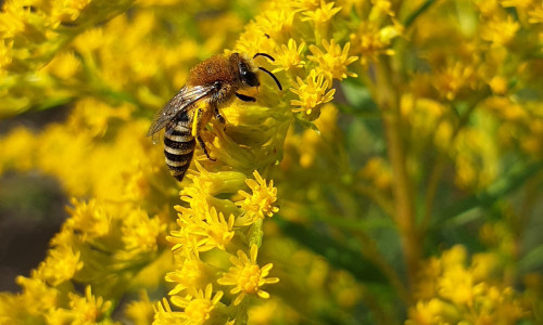 Workshop: Nahrungsangebote f&uuml;r Wildbienen schaffen