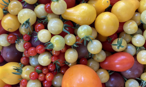 Ern&auml;hrung im Quartier: Tomaten-Vielfalt