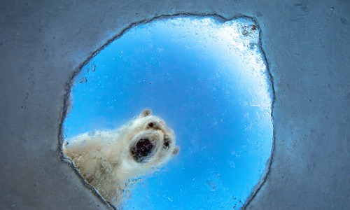 Wildlife Photographer of the Year: Vernissage