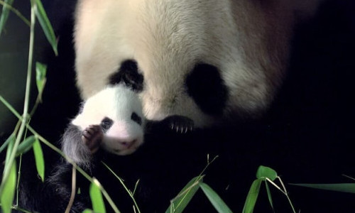 Arte: Chinas wilde Geheimnisse