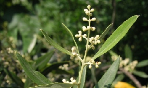 Vortrag: Südtoskana - wo einheimische Seltenheiten häufig sind