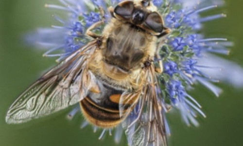 Vertiefungskurs - Schwebfliegen