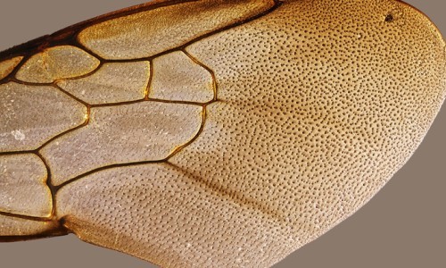 Vrenelis G&auml;rtli