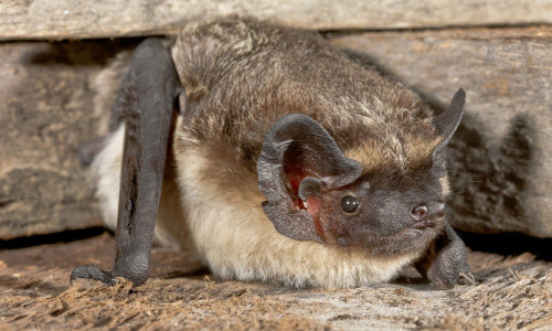 Fledermaus-Vortrag - Heimliche K&ouml;niginnen der Nacht