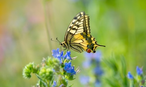 Schmetterlinge professionell aufziehen