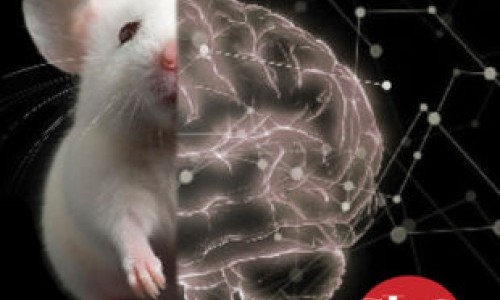 Th&eacute;&acirc;tre - Des fleurs pour Algernon