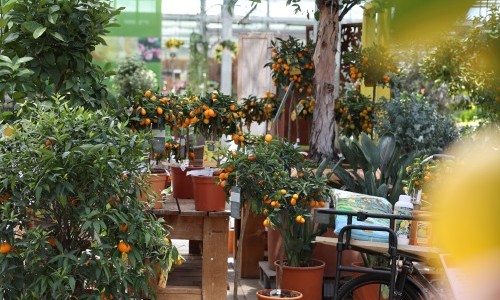 Citrus World