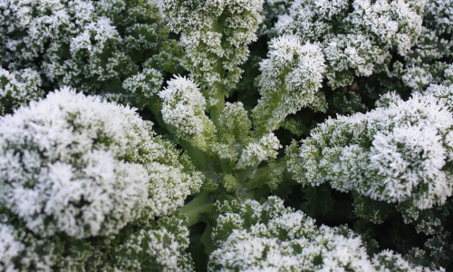 ProSpecieRara Kurs: Wintergem&uuml;se f&uuml;r Balkon und Garten
