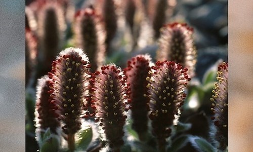 rooted together. plants. earth. community