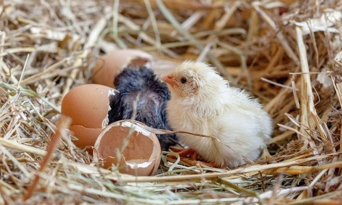 Sonderausstellung - Allerlei rund ums Ei