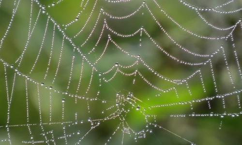 Angstseminar gegen Spinnenphobie