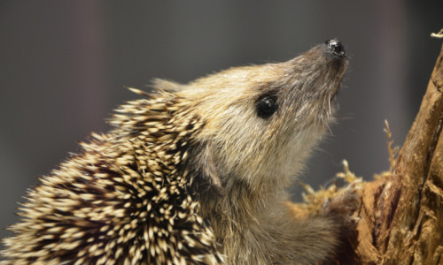 Familiennachmittag &laquo;Igel&raquo;