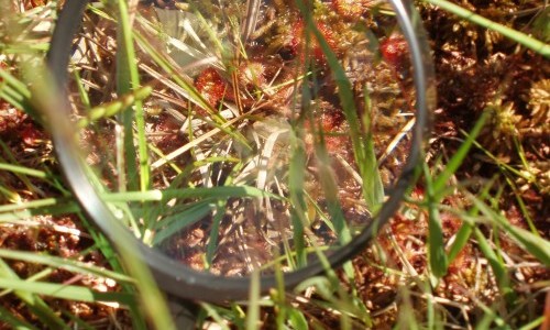 Kr&auml;uter-Wanderung Moor Schwantenau Biberbrugg bei Einsiedeln