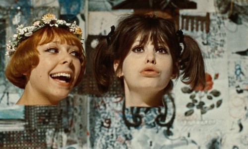 Die kleinen Margeriten