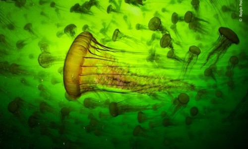 Familienrundgang Wildlife Photographer of the Year