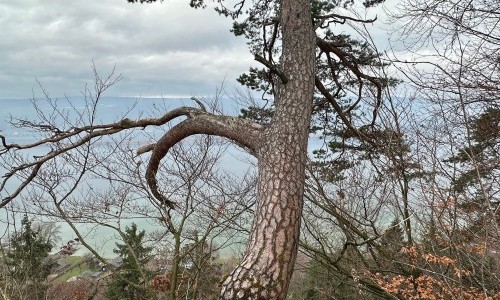 Mörigen – Hofmannsflue - Erlach