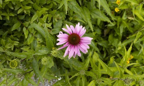GARTENF&Uuml;HRUNG ZUR SONDERAUSSTELLUNG