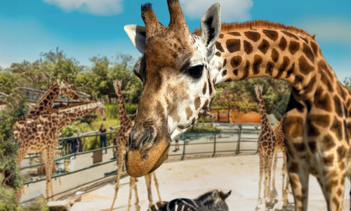 Knies Kinderzoo